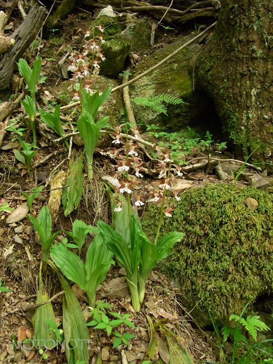 エビネ Calanthe discolor var. discolor