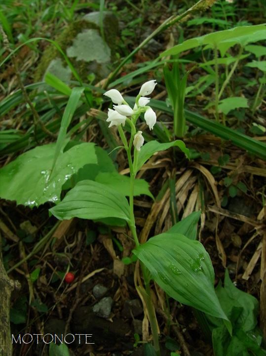 ギンラン Cephalanthera erecta var. erecta