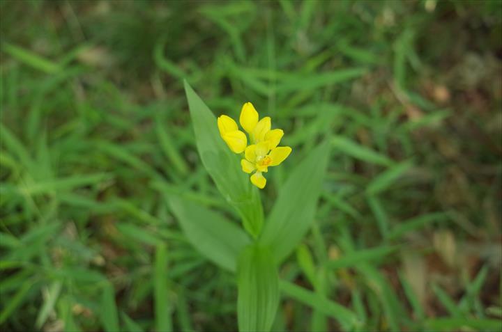 キンラン Cephalanthera falcata (Thunb.) Blume