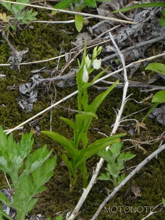 クゲヌマラン Cephalanthera longifolia