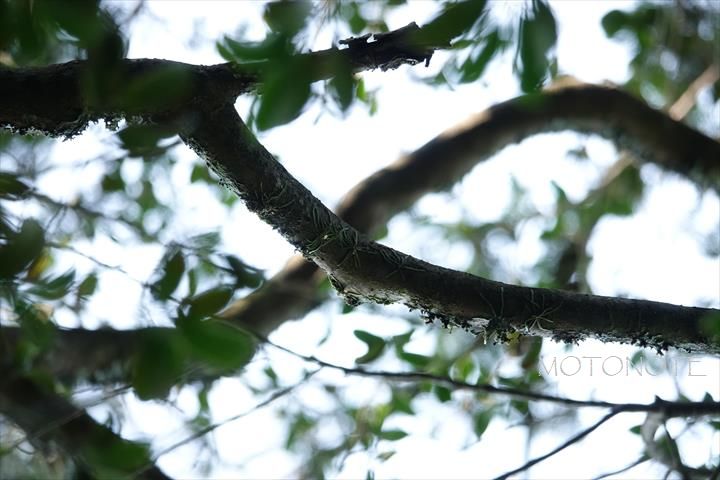 クモラン Taeniophyllum glandulosum