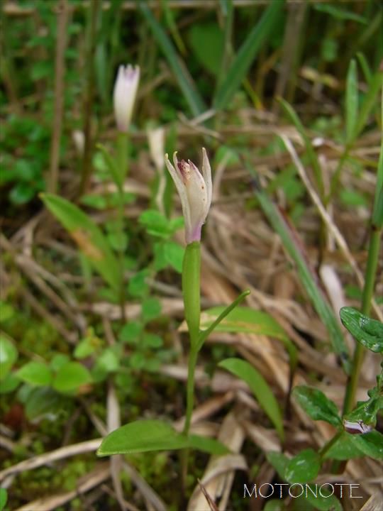 ヤマトキソウ Pogonia minor